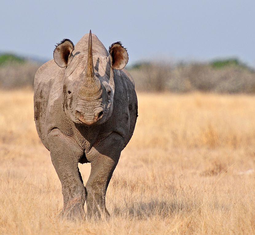 Black Rhino