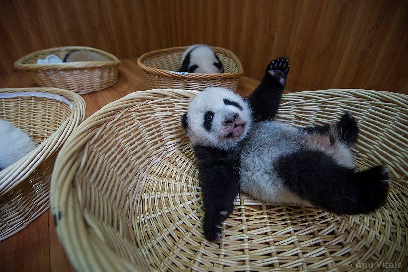 Panda rolling about