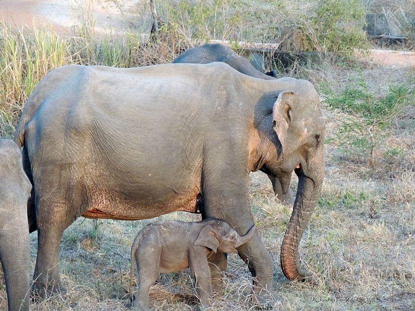 Baby elephant and mother