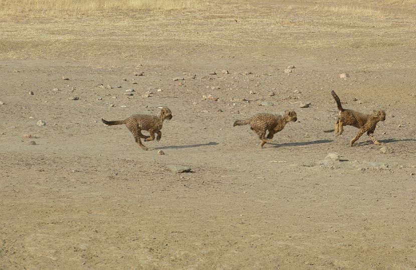 Baby Cheetah