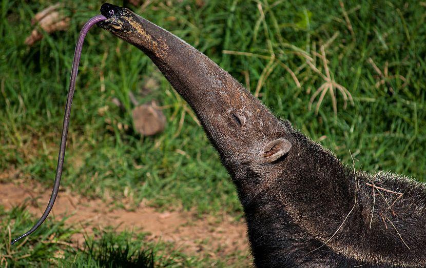 Anteater Tongue 