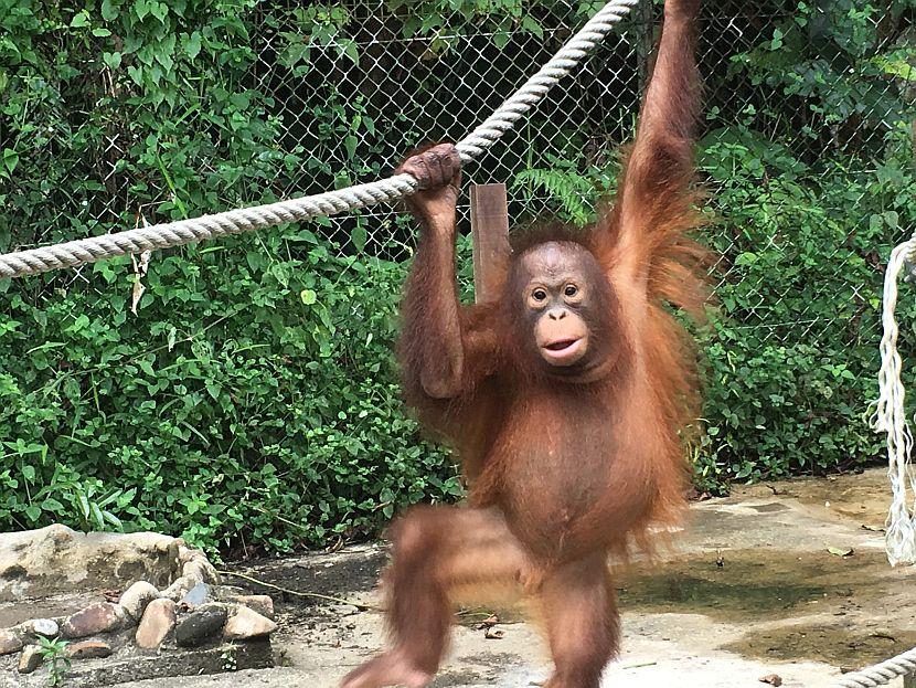 young orangutan