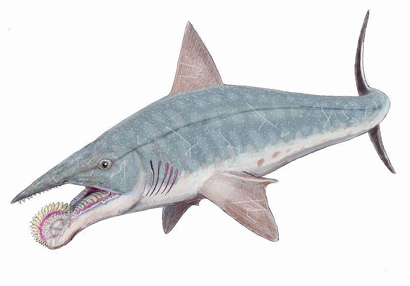 Helicoprion