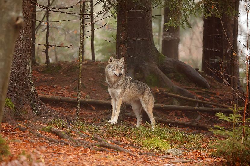 Eurasian wolf