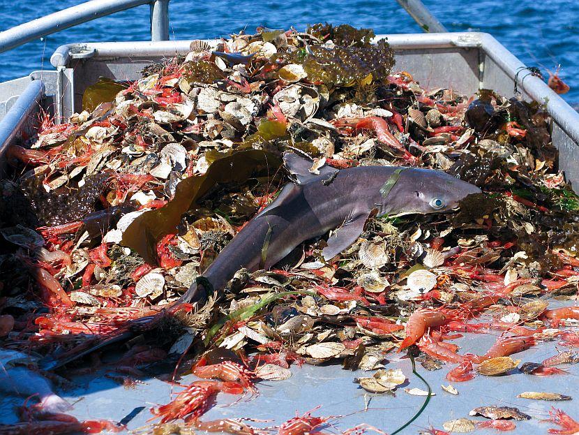 Shark Bycatch on Shark Awareness Day 2017