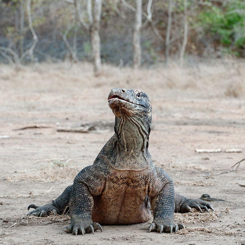 Komodo Dragon