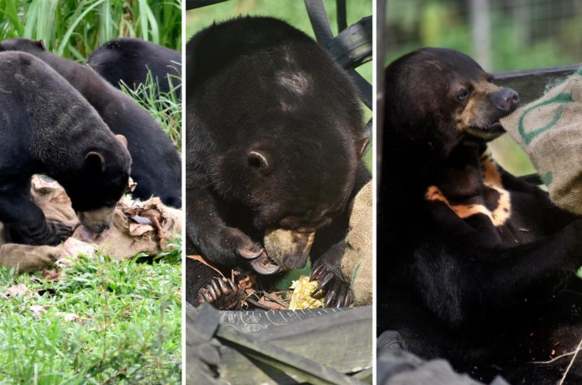 Sun Bears 