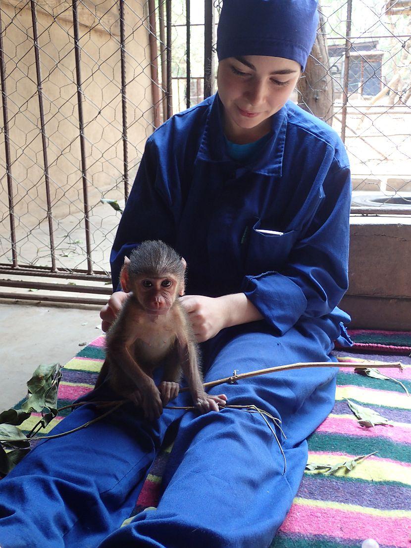 Volunteer and baboon