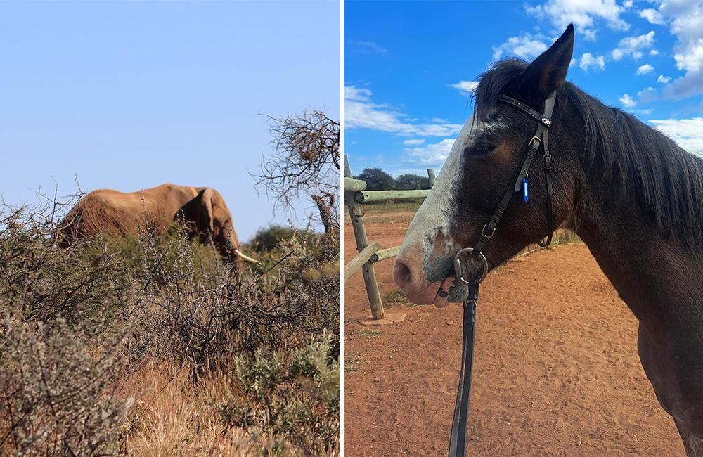 Elephant Sighting and Horse Riding as a Volunteer in Namibia