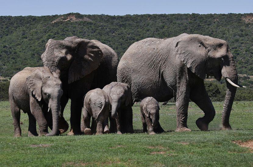 Shamwari Elephant Herd