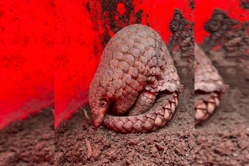 Recently Discovered Indo-Burmese Pangolin Species