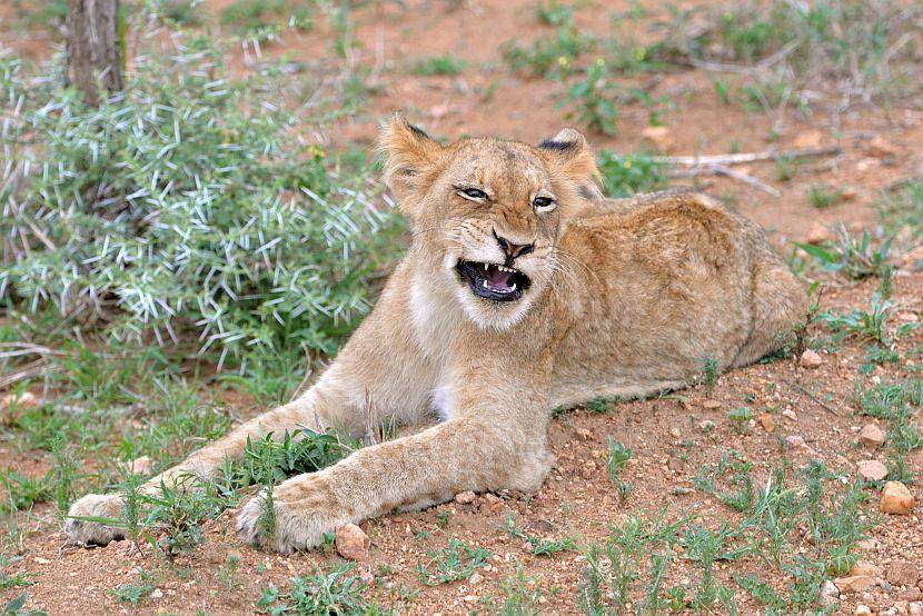 Growling lion cub