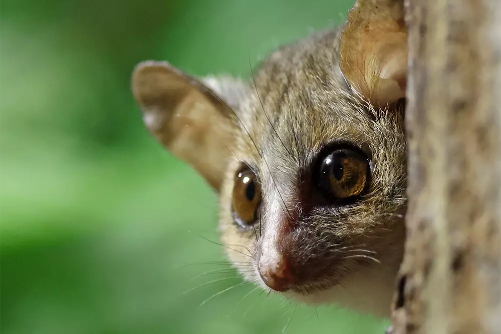 Mouse Lemur