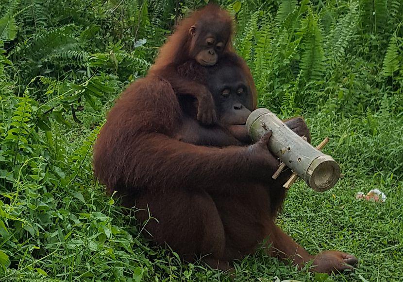 Mother and baby orangutan