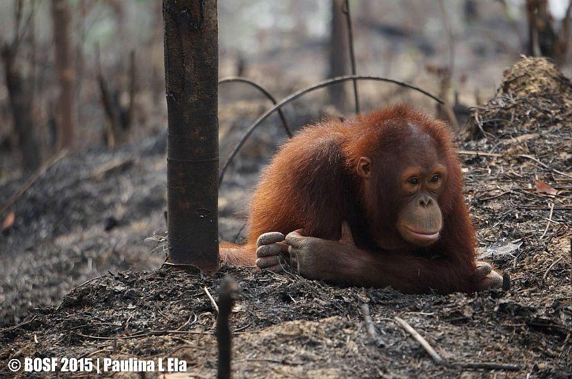 Borneo Forest Fire