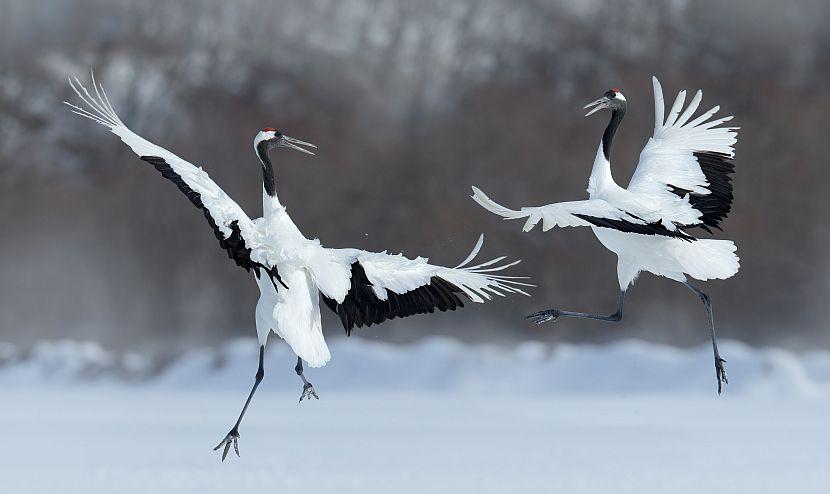 Dancing birds