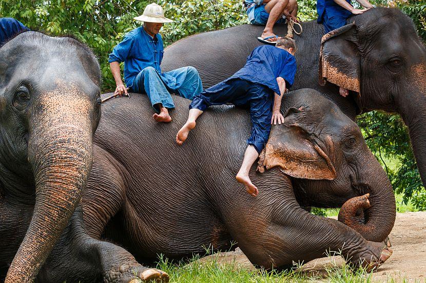 Mahmout and elephant