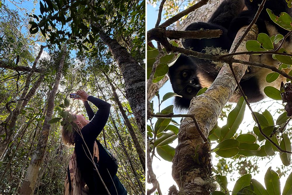 Lemur Survey - Indri Indri