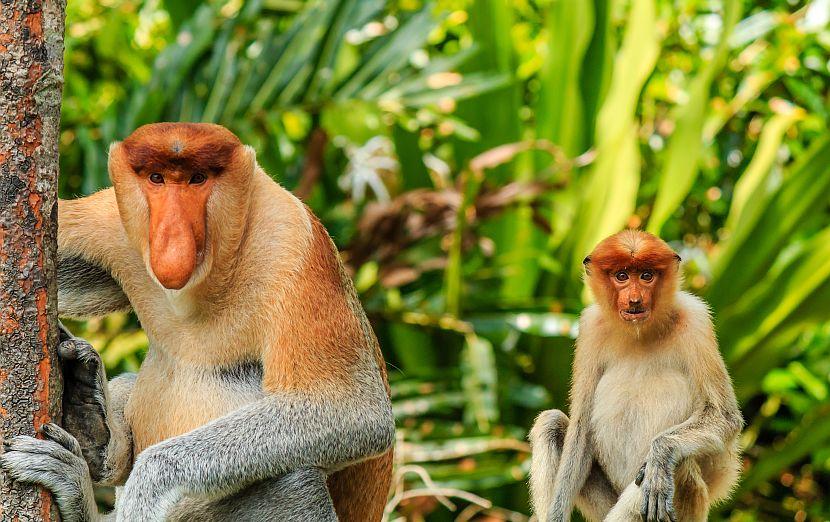 Proboscis monkeys