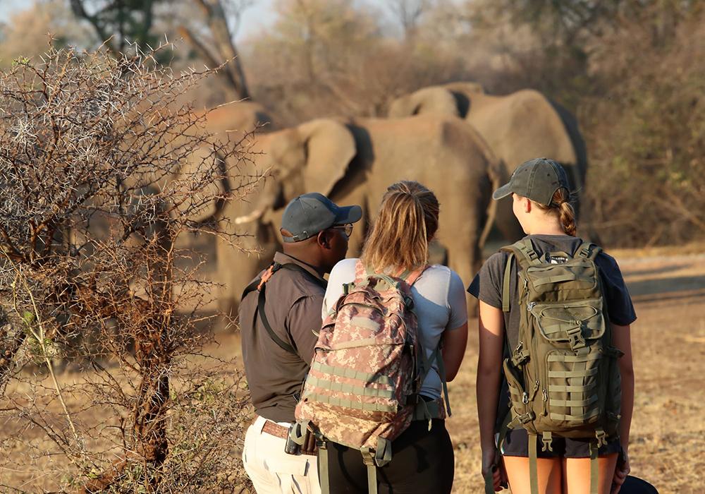 Big 5 Walks - Victoria Falls Conservation Experience