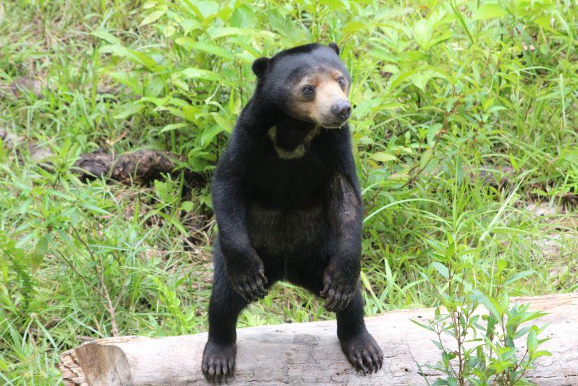 sun bears at The Great Orangutan Project