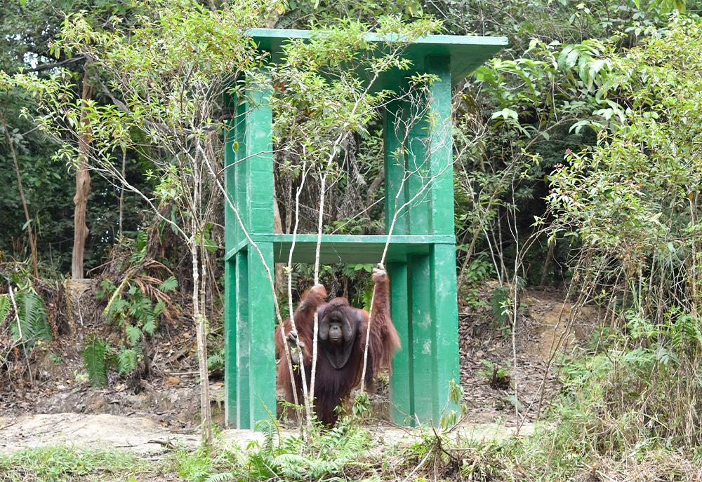 Orangutan Jeffrey on new island