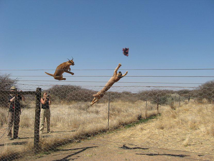 Caracal feeding