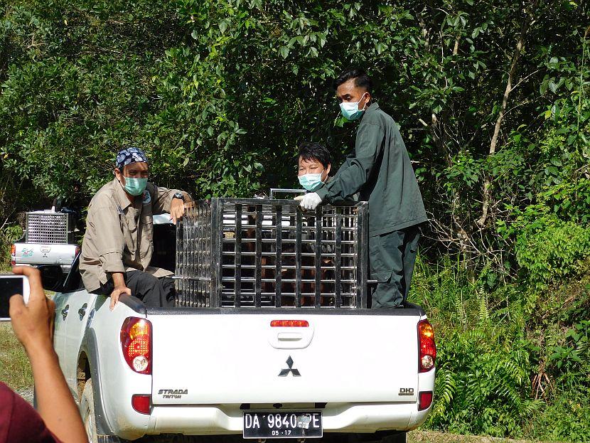 Orangutan release