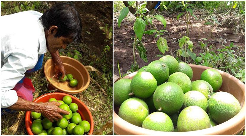 Orange Farmers At The Great Elephant Project Sri Lanka