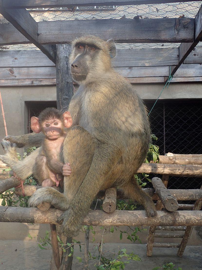 Mother and baby baboon