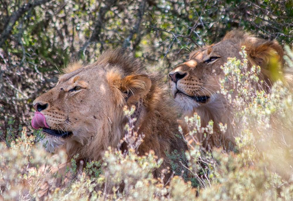 Lion Brothers on Reserve - Shamwari Conservation Experience