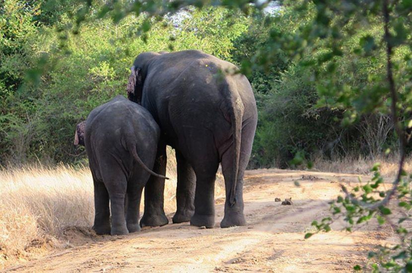 Elephants in Sri Lanka