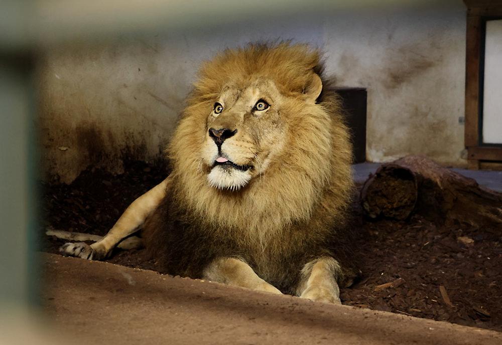 Lion Massai Ready for Transport to SanWild Sanctuary & Reserve