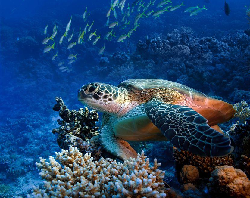 Sea Turtle