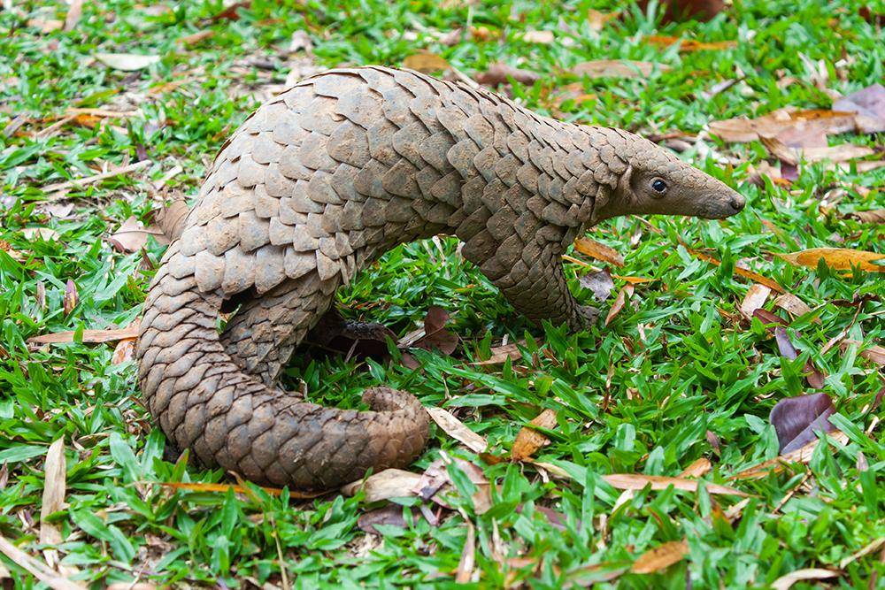 Indian Pangolin - World Pangolin Day 2025