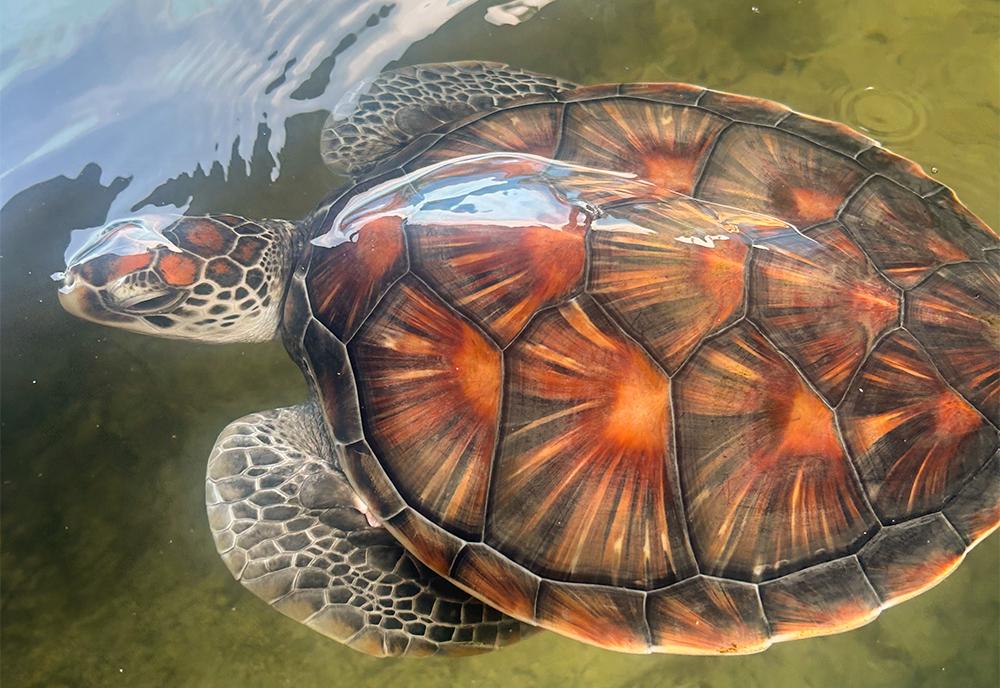 Turtle