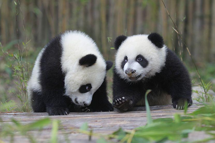 Cute Pandas