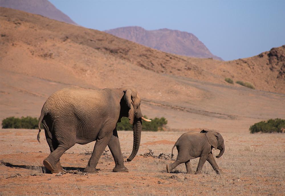 Mother and baby elephant in Namibia