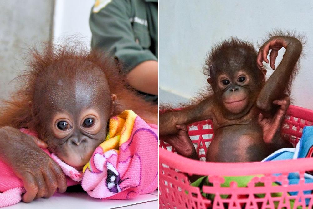 Esa and Indri - Baby Orangutans Rescued Now at Samboja Lestari