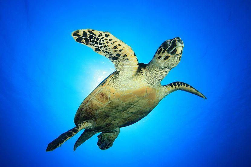 Hawksbill Turtle