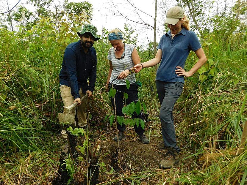 Reforestation in borneo