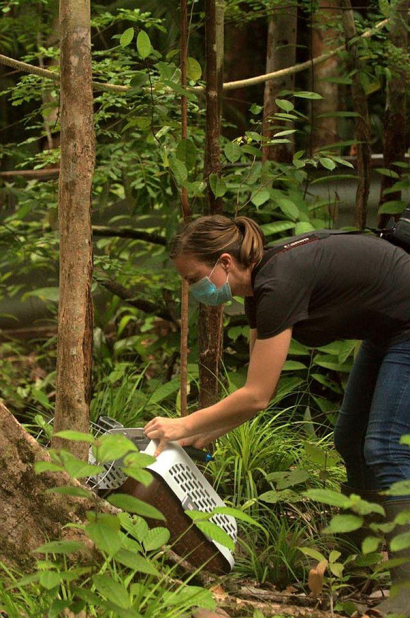 Slow Loris Release