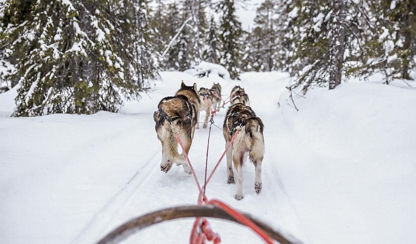 Husky sled