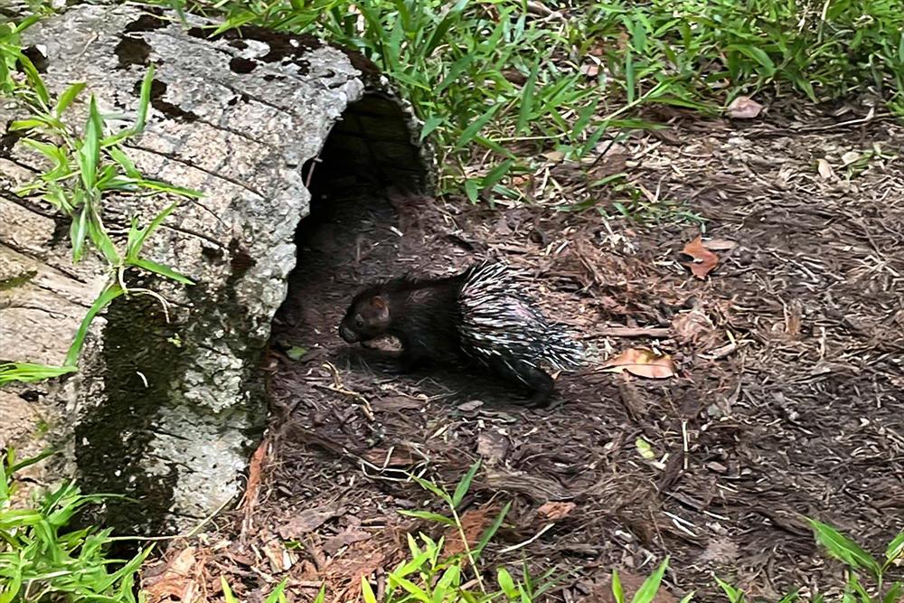 Bornean Porcupette