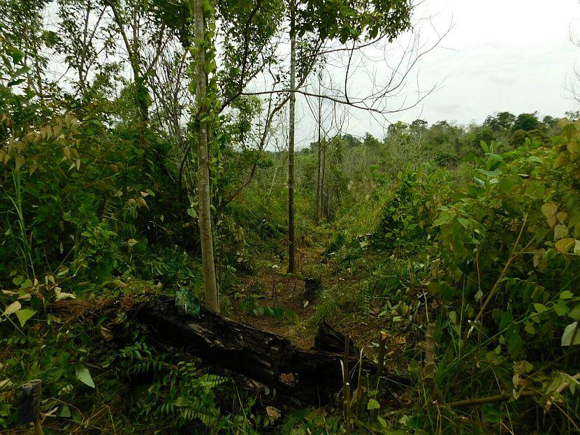 Borneo Rainforest