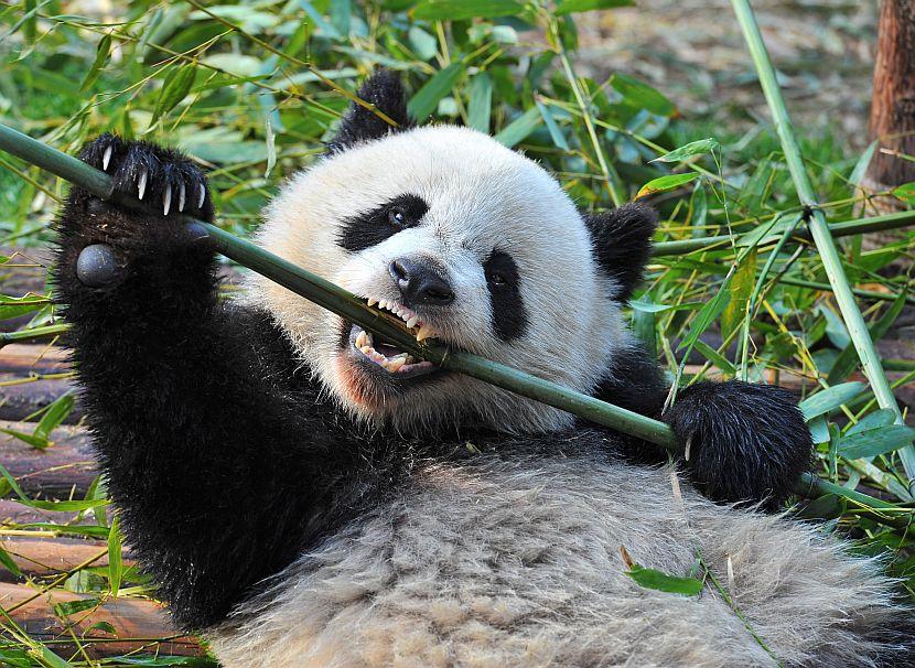 Panda Teeth