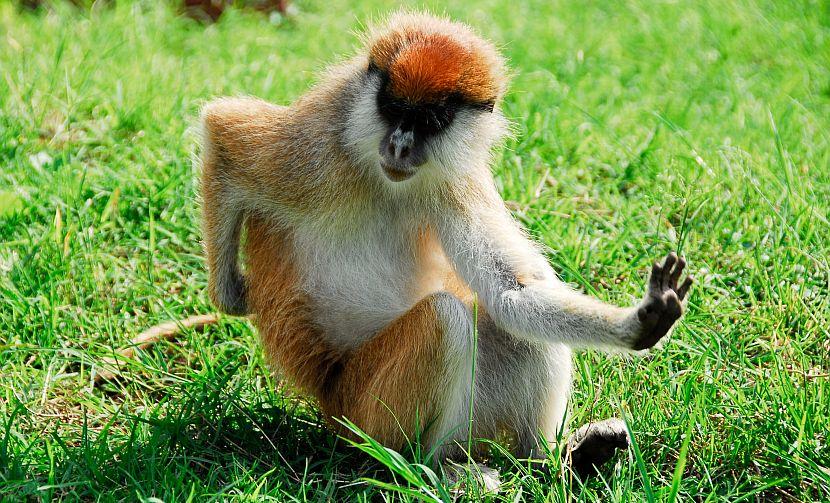 Dancing monkey