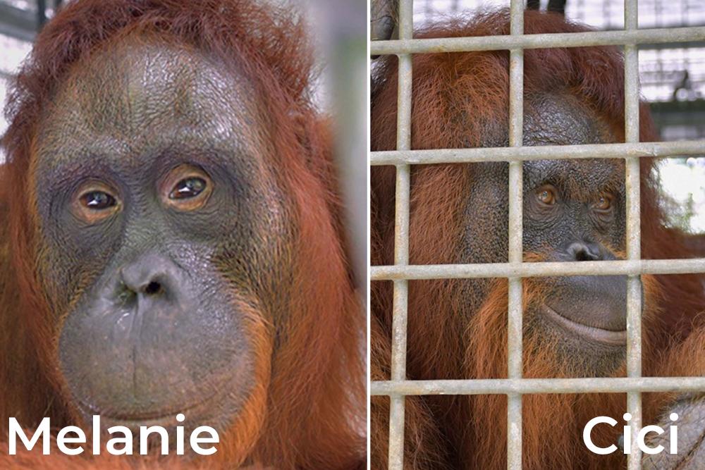 Melanie and Cici Orangutans