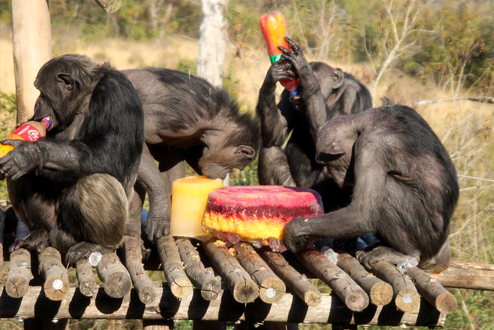 Frozen Lolly Enrichment for World Chimpanzee Day 