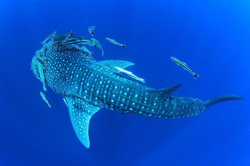 whale shark